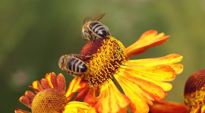 Miele, antibiotico e antibatterico naturale: proprietà curative miele antibatterico naturale